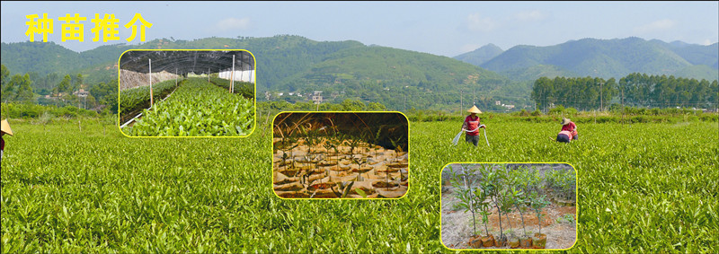 信暢堅果種苗推介